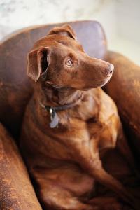Perfect Handbook for Imperfect Dog Owners